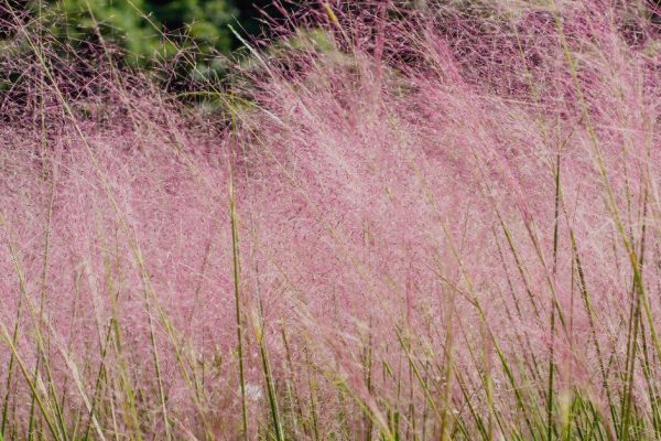 a-native-first-approach-to-designing-resilient-landscapes-rev-featured-image